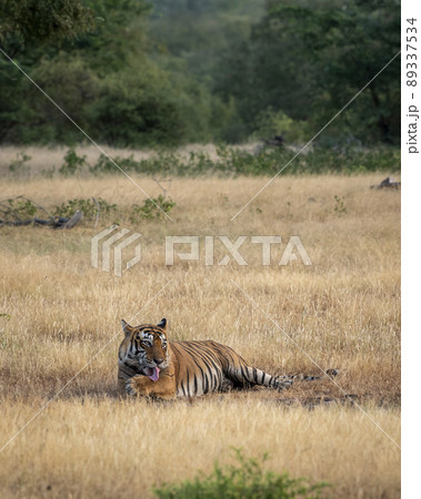 wild male bengal tiger or panthera tigris preening or cleaning claws with his long tongue after hunting in early morning wildlife safari at ranthambore national park tiger reserve rajasthan india asia wild male bengal tiger or panthera tigris preening or cleaning claws with his long tongue after hunting in early morning wildlife safari at ranthambore national park tiger reserve rajasthan india asia 89337534