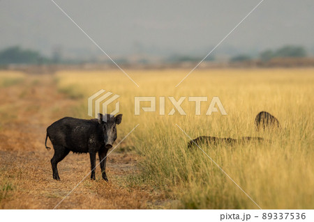 Indian boar or Andamanese or Moupin pig or wild boar a dangerous animal in grassland of jim corbett national park forest uttarakhand india asia - Sus scrofa cristatus Indian boar or Andamanese or Moupin pig or wild boar a dangerous animal in grassland of jim corbett national park forest uttarakhand india asia - Sus scrofa cristatus 89337536