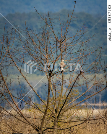 Lesser Fish Eagle or Icthyophaga humilis perched on tree near ramganga river in natural green background at dhikala zone of jim corbett national park or forest reserve uttarakhand india 89337538
