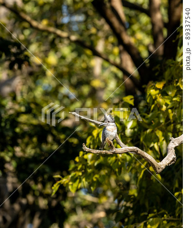 Crested kingfisher or Megaceryle lugubris large size bird portrait or closeup in natural green background at dhikala zone of jim corbett national park forest uttarakhand india asia 89337540