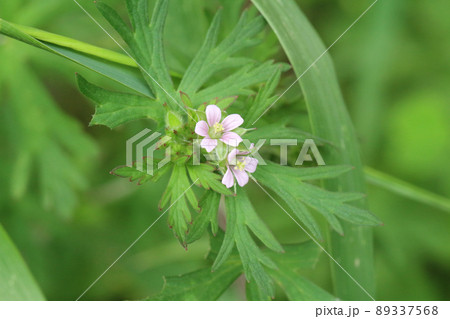 緑茂る中に緑色に赤い縁取りのある複数の葉の真ん中に咲く二輪の薄ピンクのアメリカフウロのやや引いた画像 89337568