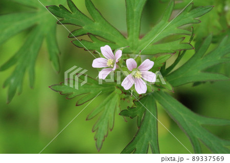 緑色に赤い縁取りのある複数の葉の真ん中に咲く二輪の薄ピンクのアメリカフウロのアップ 89337569