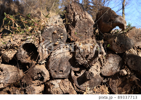 切断され積み上げられた朽木 89337713