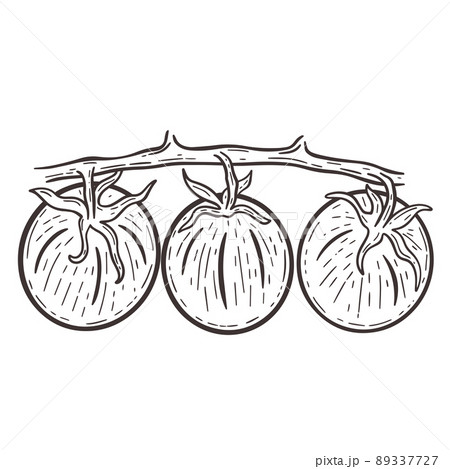 Tomatoes on branch hand drawn engraving isolated vector illustration 89337727