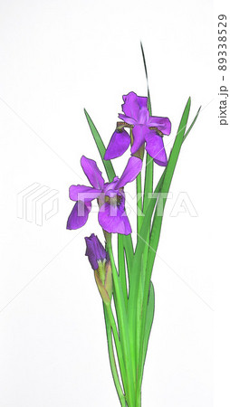白背景にブルーのアイリスの花 白バックに青いアヤメの花のイラスト素材