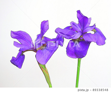 白背景にブルーのアイリスの花 白バックに青いアヤメの花のイラスト素材