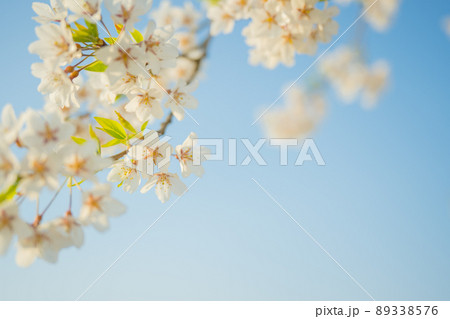 山形県　溝延　寒河江川の辺りの桜　ソメイヨシノ　綺麗に咲き誇る　 89338576