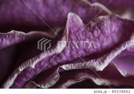 Dry Rose flower fragment, macro shot 89338602