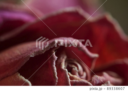 Dry Rose flower fragment, macro shot 89338607
