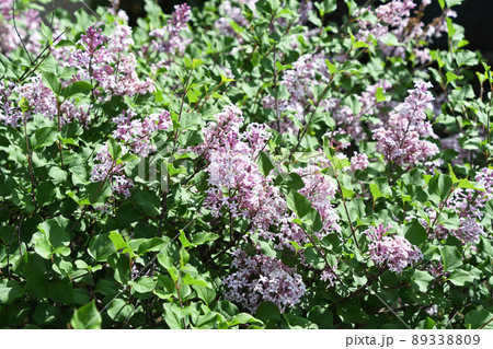 姫ライラック 89338809