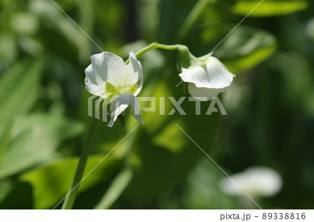 春に咲く、白いサヤエンドウの花 春に咲く、白いサヤエンドウの花 89338816