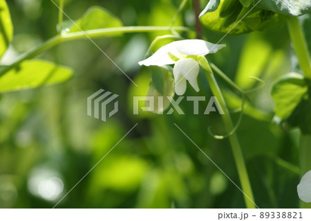 春に咲く、白いサヤエンドウの花 春に咲く、白いサヤエンドウの花 89338821