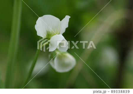 春に咲く、白いサヤエンドウの花 春に咲く、白いサヤエンドウの花 89338839