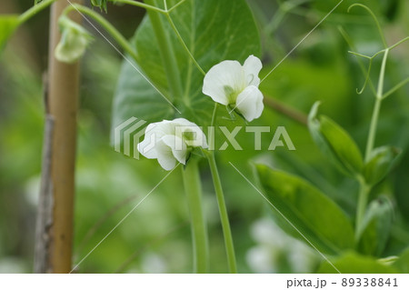 春に咲く、白いサヤエンドウの花 89338841