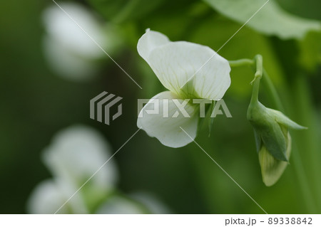 春に咲く、白いサヤエンドウの花 春に咲く、白いサヤエンドウの花 89338842