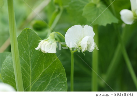春に咲く、白いサヤエンドウの花 春に咲く、白いサヤエンドウの花 89338843