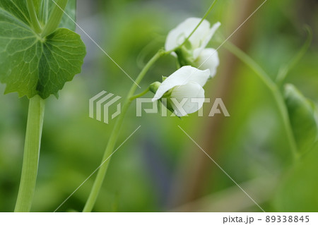 春に咲く、白いサヤエンドウの花 春に咲く、白いサヤエンドウの花 89338845