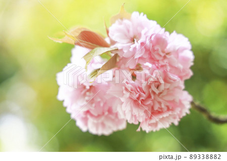 桜　カンザン　関山 89338882