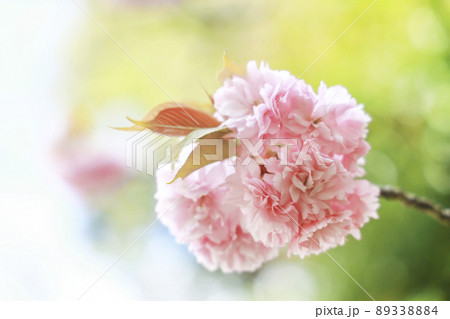 桜　カンザン　関山 89338884