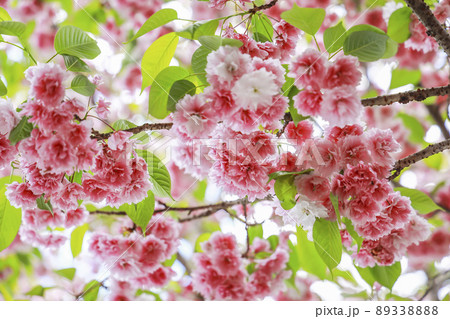 鹽竈桜 国指定天然記念物 鹽竈桜 国指定天然記念物 89338888