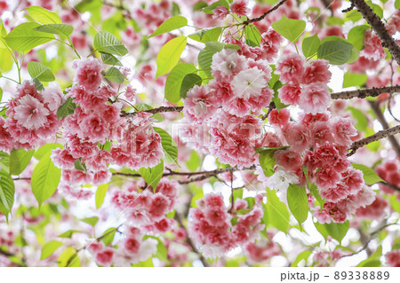 鹽竈桜　国指定天然記念物 89338889