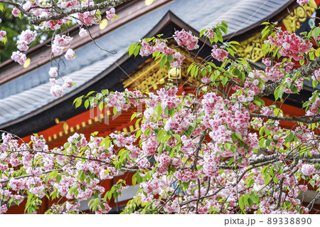 鹽竈桜 国指定天然記念物 鹽竈桜 国指定天然記念物 89338890