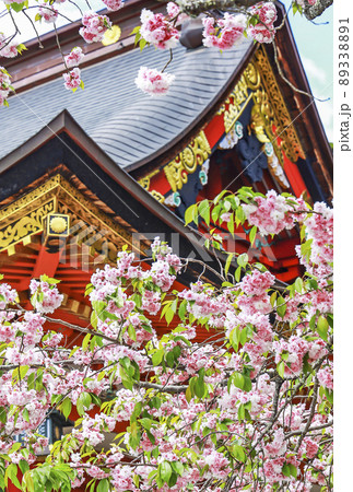 鹽竈桜 国指定天然記念物 鹽竈桜 国指定天然記念物 89338891