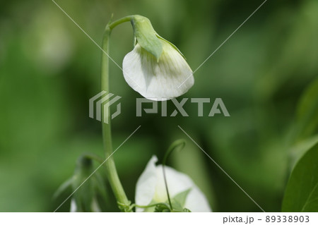 春に咲く、白いサヤエンドウの花 89338903