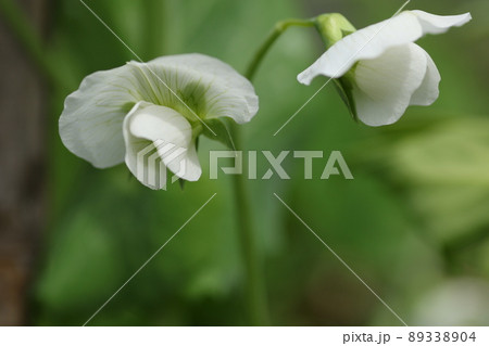 春に咲く、白いサヤエンドウの花 春に咲く、白いサヤエンドウの花 89338904