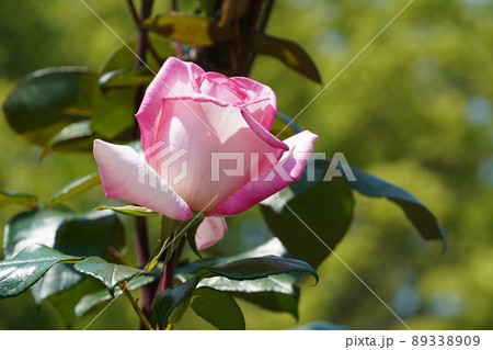 満開に咲き誇った鶴舞公園のバラ 満開に咲き誇った鶴舞公園のバラ 89338909