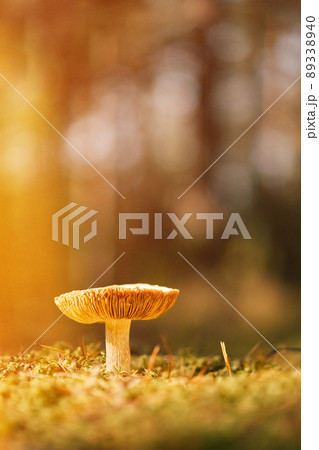 Mushroom Russula emetica - sickener, emetic russula, or vomiting russula. Autumn Forest. Conditionally edible fungus., Europe Mushroom Russula emetica - sickener, emetic russula, or vomiting russula. Autumn Forest. Conditionally edible fungus., Europe 89338940
