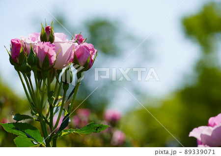 満開に咲き誇った鶴舞公園のバラ 満開に咲き誇った鶴舞公園のバラ 89339071
