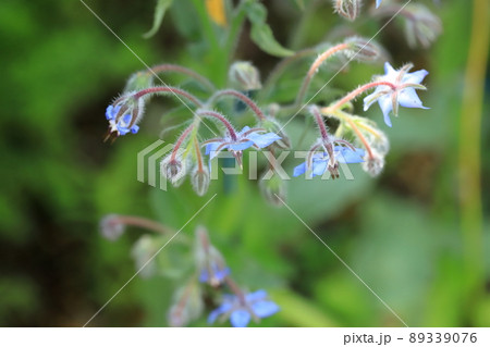 庭に咲くマドンナブルーのルリジサの花 庭に咲くマドンナブルーのルリジサの花 89339076