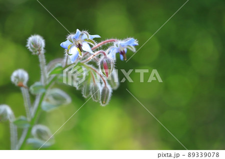 庭に咲くマドンナブルーのルリジサの花 庭に咲くマドンナブルーのルリジサの花 89339078