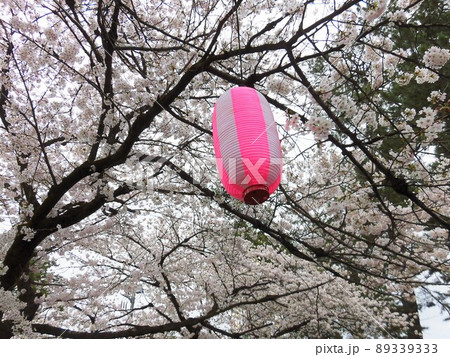 花曇りの朝の満開の桜と提灯 花曇りの朝の満開の桜と提灯 89339333