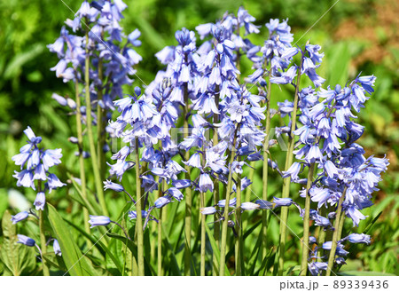 シラー・カンパニュラタ シラー・カンパニュラタ 89339436