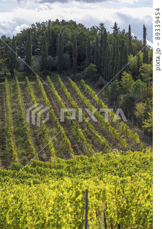 Tuscany's most famous vineyards near town Montalcino in Italy Tuscany's most famous vineyards near town Montalcino in Italy 89339454