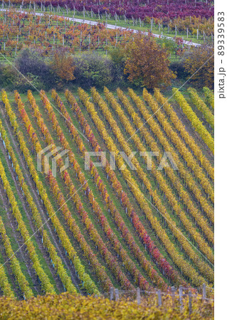 Autumn vineyard near Cejkovice, Southern Moravia, Czech Republic Autumn vineyard near Cejkovice, Southern Moravia, Czech Republic 89339583