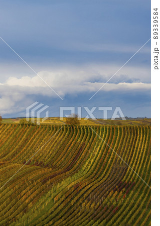 Autumn vineyard near Cejkovice, Southern Moravia, Czech Republic Autumn vineyard near Cejkovice, Southern Moravia, Czech Republic 89339584