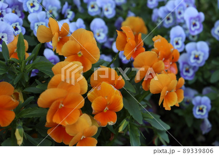 プランターの花 89339806