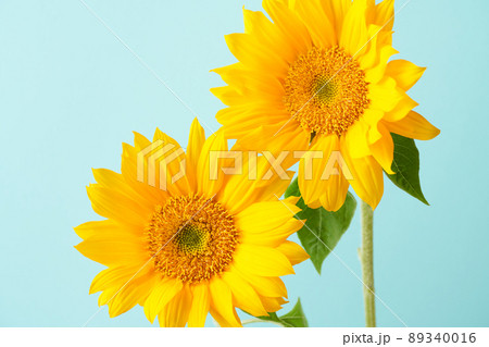 ひまわり 89340016