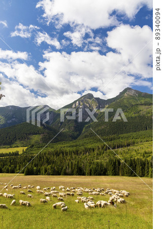 flock of sheep in Belianske tatras mountains, Slovakia 89340094