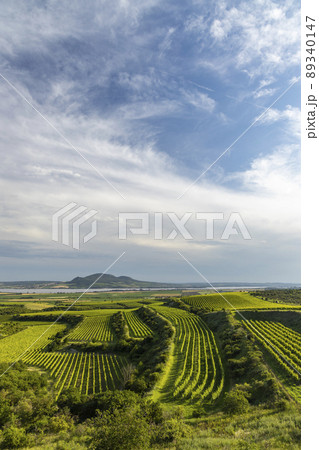 Vineyards under Palava, Southern Moravia, Czech Republic 89340147
