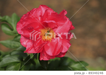 みやま市　ボタン園　シャクヤク、 89340246