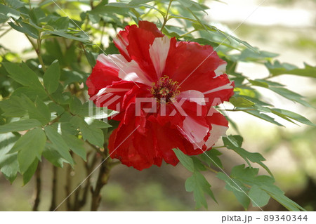 みやま市 ボタン園 ぼたん、 みやま市 ボタン園 ぼたん、 89340344