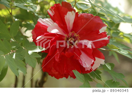 みやま市　ボタン園　ぼたん、 89340345