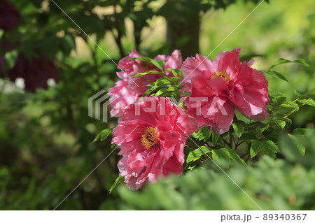 みやま市 ボタン園 ぼたん、 みやま市 ボタン園 ぼたん、 89340367