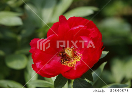 みやま市　ボタン園　シャクヤク、 89340373