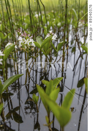 Menyanthes trifoliata in Jizerske Mountains, Northern Bohemia, Czech Republic Menyanthes trifoliata in Jizerske Mountains, Northern Bohemia, Czech Republic 89340376