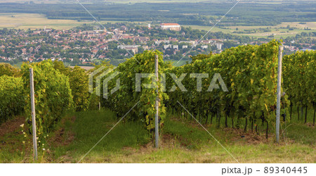 vineyards and Siklos castle, Hungary 89340445